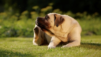 Epilepsia la câini cauzează, simptome și moduri de tratament