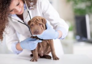 Epilepsia la câini cauzează, simptome și moduri de tratament