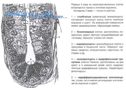 Epitheliul intestinului subțire