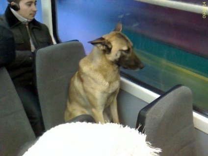 Acest câine este cunoscut tuturor pasagerilor traseelor ​​de tramvai din Ekaterinburg