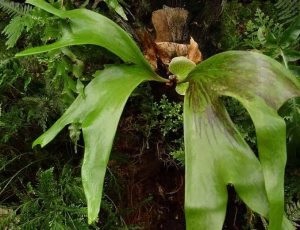 Phalaenopsis albastru de tratament la domiciliu, plante de interior