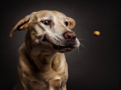 Fotograful îndepărtează fețele expresive ale câinilor înfometați atunci când prind alimente delicioase