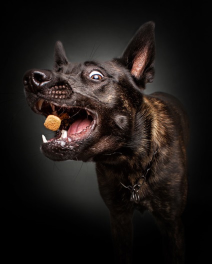 Fotograful îndepărtează fețele expresive ale câinilor înfometați atunci când prind alimente delicioase