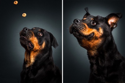 Fotograful îndepărtează fețele expresive ale câinilor înfometați atunci când prind alimente delicioase
