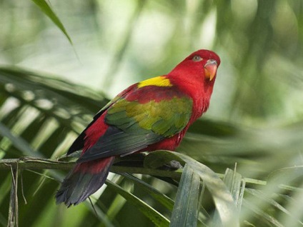 Képek a legszebb és egzotikus madarak a világ