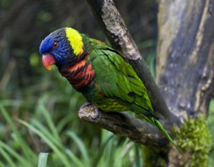 Fotografie a celor mai frumoase și exotice păsări din lume