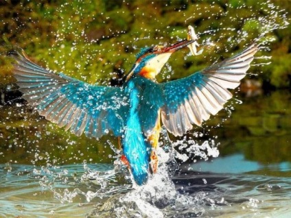 Képek a legszebb és egzotikus madarak a világ