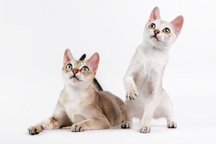 Fénykép szingapúri macska