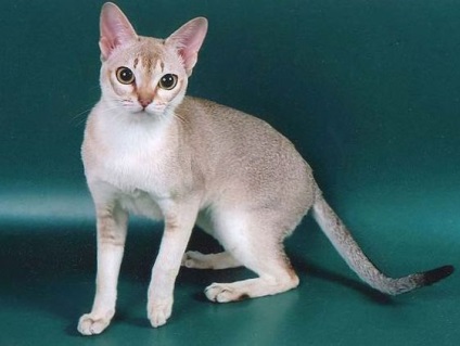 Fénykép szingapúri macska