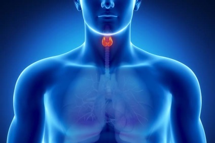 Unde este tiroida (fotografie) și care sunt simptomele glandei tiroide