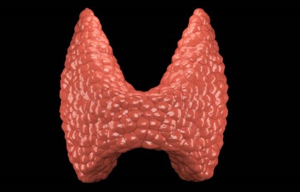 Unde este tiroida (fotografie) și care sunt simptomele glandei tiroide