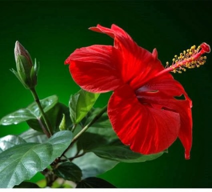 Hibiscus sau trandafirul chinez este un semn periculos de flori spun că da, dar depinde de tine