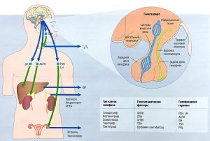 Pituitară, hipotalamus și interacțiunea glandei suprarenale