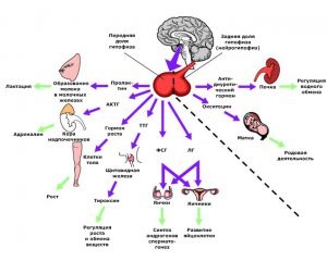 Pituitară, hipotalamus și interacțiunea glandei suprarenale