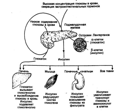 Reglarea hormonală a funcțiilor