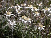 Munte Altai Munte Altai vegetație Edelweiss