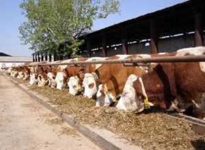 Ajutoare de stat pentru fermierii începători - portal agricol