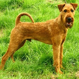 Grooming Irish Terrier, tunsori de diferite rase de câini