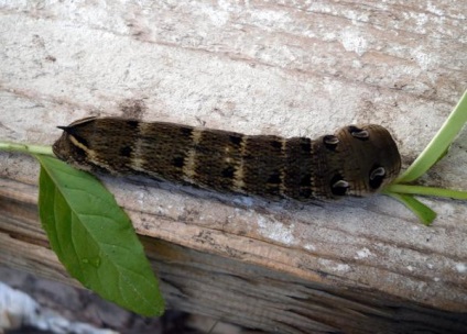 Caterpillar vrăjitor de vin roșu