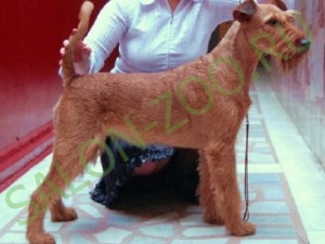 Irish Terrier (tunsoare, tundere), tuns Irish Terrier în Reutov, ieftin
