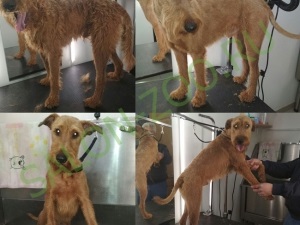 Irish Terrier (tunsoare, tundere), tuns Irish Terrier în Reutov, ieftin