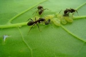 Как да се отървем от мравки в домашни парникови трикове