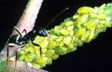 Как да се отървем от мравки в оранжерия Снимка