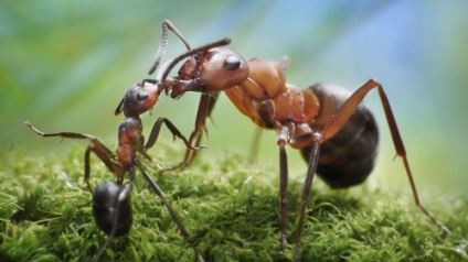 Cum să scapi de furnici într-o seră Photo