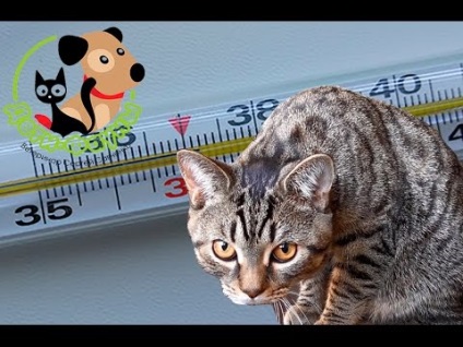 Hogyan mérjük a hőmérsékletet egy macska az otthoni hőmérővel és anélkül