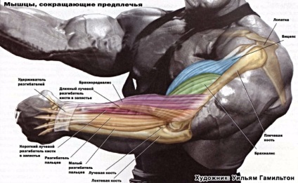 Hogyan kell építeni a bicepsz, és hatásos gyakorlat fejlesztésére nagyobb és faragott bicepsz