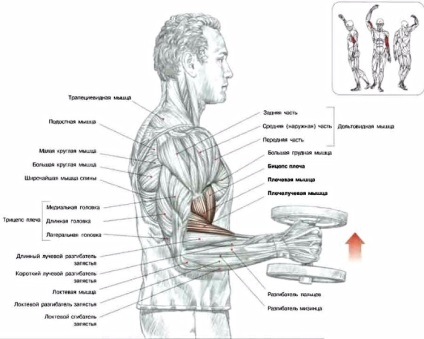 Cum să pompi bicepsul, exerciții eficiente pentru dezvoltarea bicepselor mari și proeminente