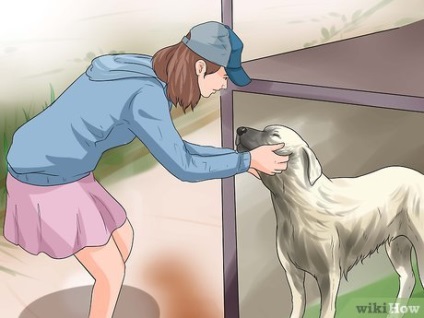 Cum să pregătești un câine pentru a proteja găinile