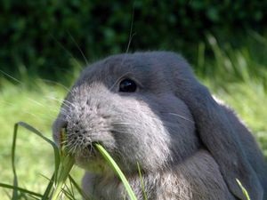 Ce fel de iarbă poate fi utilă pentru a hrăni iepuri în fiecare zi