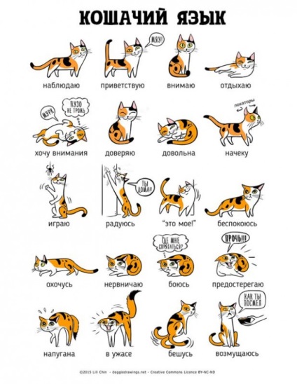 Cum să înțelegeți o pisică de coadă - pentru ceea ce o pisică are nevoie de o coadă