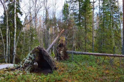 Cum au apărut glaciațiile și de ce au mutat universul - teritoriul unei turme libere