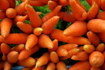 Cum să pregătiți în mod corespunzător morcovii din sol și din plante