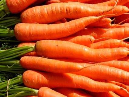 Cum să pregătiți în mod corespunzător morcovii din sol și din plante