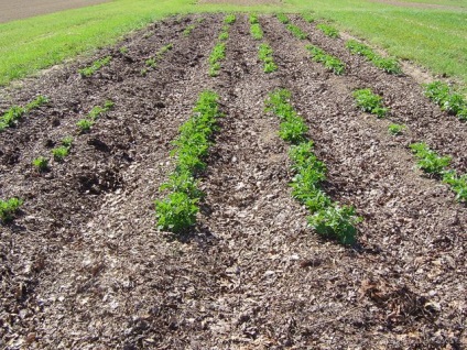 Cum să plantezi cartofi în țară