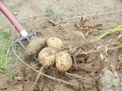 Cum să plantezi cartofi în țară