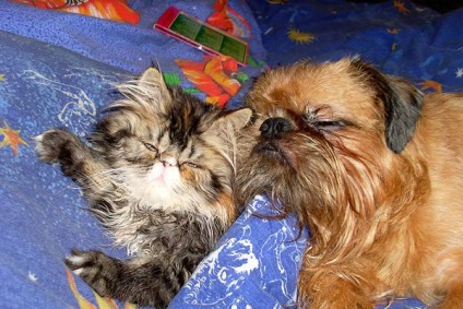 Cum de a reconcilia o pisică și un câine ca prieten cu o pisică și o prietenie de câine de o pisică de câine, toleranță reciprocă