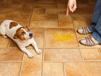 Cum să înveți un câine la toaletă - sfaturi și articole despre pregătirea câinilor - cunoștințe ale crescătorului de câini