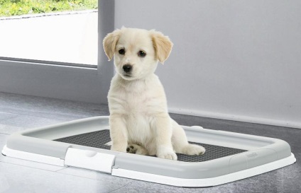 Cum să predați un câine la toaletă - sfaturi și articole despre pregătirea câinilor - cunoașterea crescătorului de câini