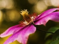 Cum se înmulțește clematis prin straturi, flori în grădină (gospodărie)