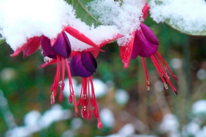 Cum să salvezi fuchsia în timpul iernii