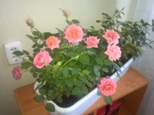 Cum să păstreze fuchsia în timpul iernii, plante de interior