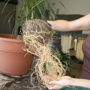 Cum să păstreze fuchsia în timpul iernii, plante de interior