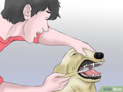 Cum să păstrați dinții câinilor sănătoși