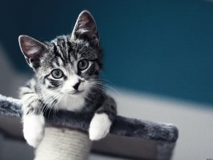Cum să cureți o casă pentru o pisică de la o viță de vie, pisici și câini