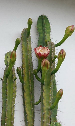 Cactus Cereus fotografie și clasificare