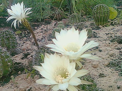Cactus Cereus fotografie și clasificare